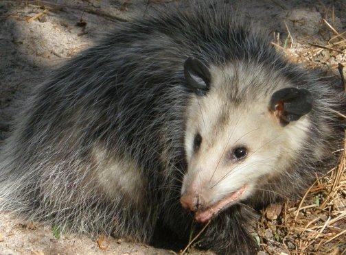 Opossum